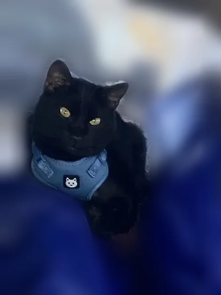 Lost cat, Augusta Road, 118, Winslow - black coat, very vocal - photo