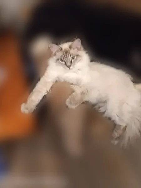 Lost cat, SR 100, Linden - white with a dark gray face - photo