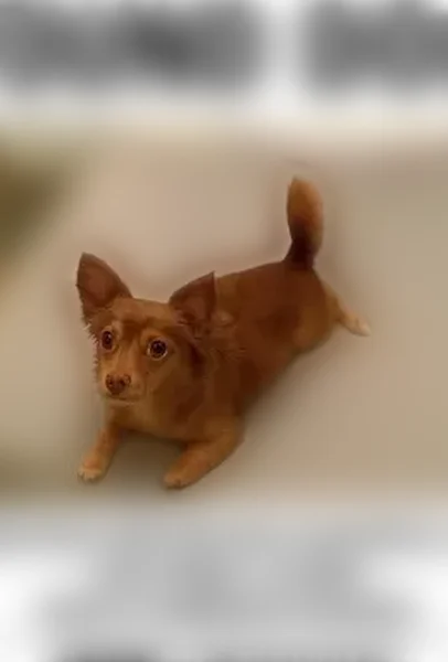Found female dog, Western Boulevard, Charlotte - photo