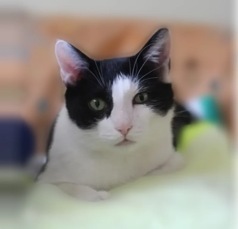 Lost cat, Sharon Avenue, Chelmsford - black and white male - photo