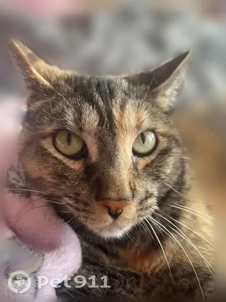 Lost female cat, Rappolla Street, 820, Baltimore - gray, black, and tan - photo