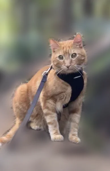 Lost male cat, Judd Trail, Honolulu - freckles on nose - photo