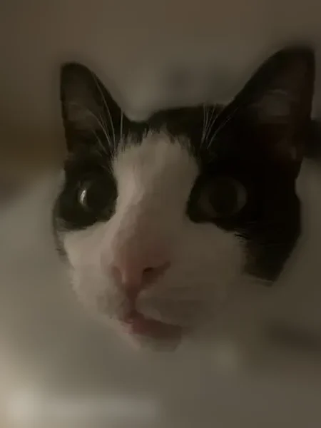 Lost cat, Geneva Street, Castroville, San Antonio - tuxedo with white paws - photo