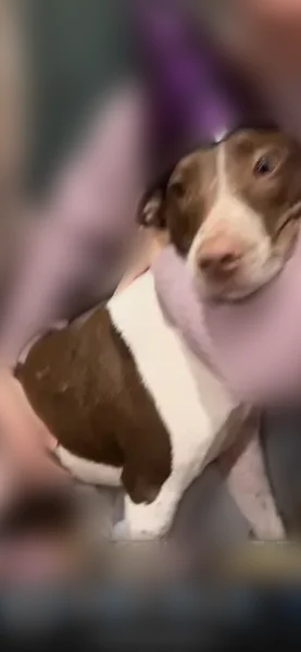 Lost dog, Church Lane, Middle Island - brown and white with hazel eyes - photo