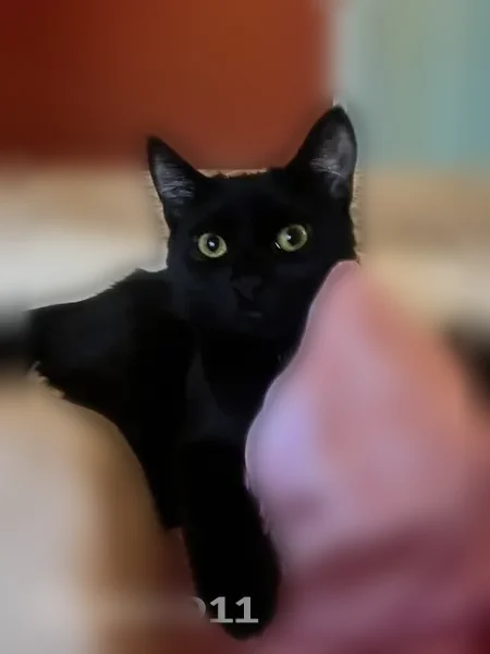 Lost cat, West Side Road, Conway - female with shiny black coat - photo