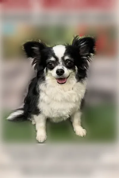Lost female dog, Red Creek Road, 8102, Long Beach - black and white long hair chihuahua - photo