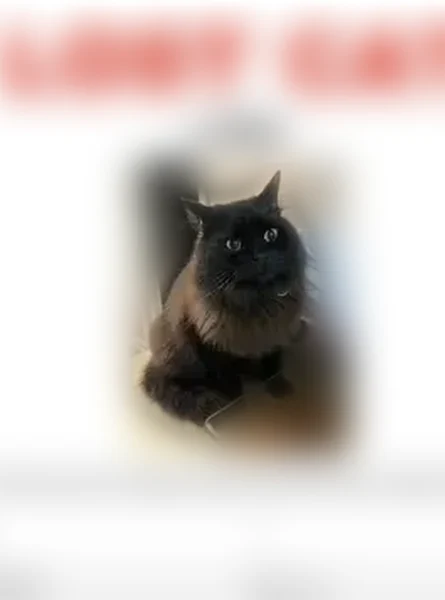 Lost cat, Wenwood Circle, Berry - black long haired with pink AirTag collar - photo
