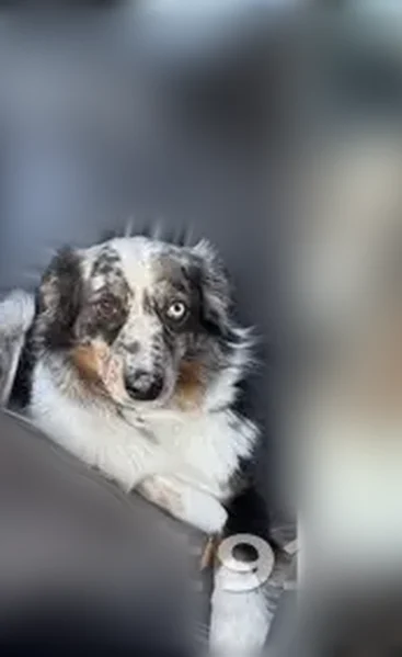 Lost female dog, South 3rd Street, Flippin - Blue Merle Australian Shepherd - photo