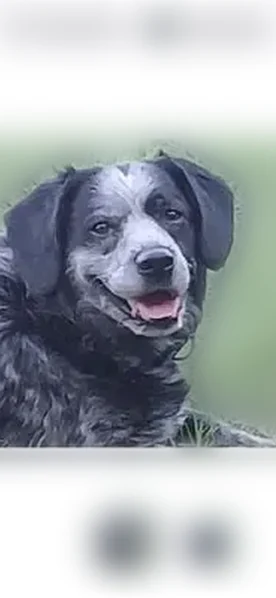 Lost dog, Butterfly Lane, Red Oak - blue picardy spaniel - photo
