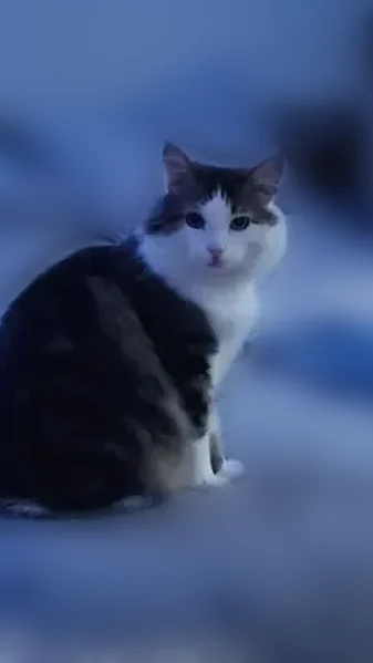 Lost cat, Salvia Street, Pemberton Township, Browns Mills - male - photo