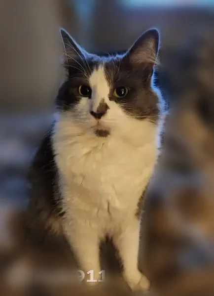 Lost cat, Sunset View Lane, Frederick - male domestic short haired - photo