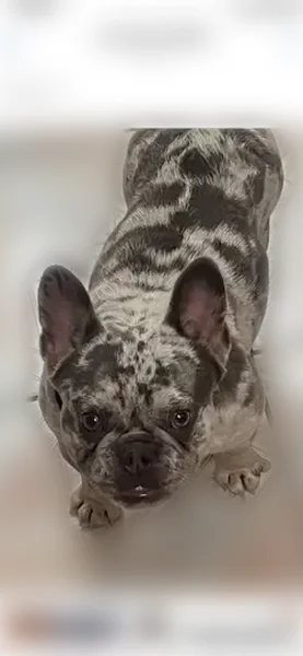 Lost dog, Warr Acres, Omaha - sweet and playful female - photo