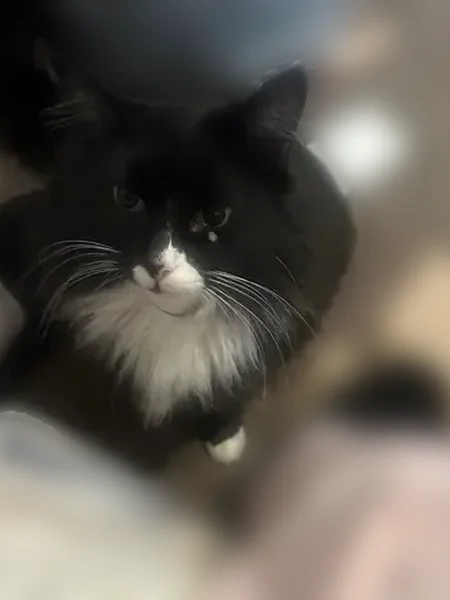 Lost cat, Santa Rosa Drive, 801, Killeen - long hair tuxedo - photo