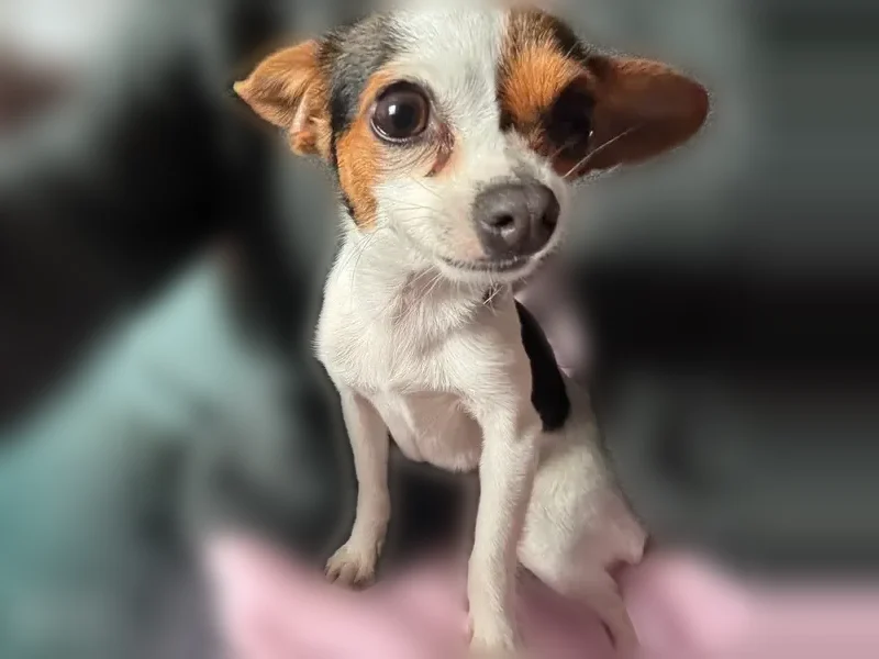 Lost female dog, East Lake Avenue, Watsonville - very shy and scared - photo