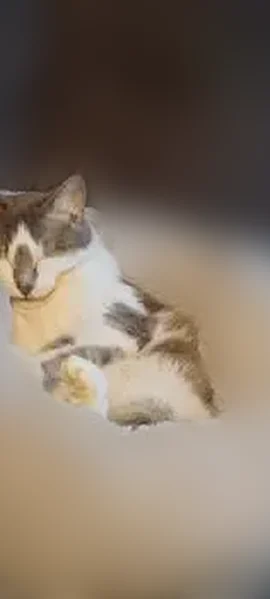 Lost cat, South Main Street, Maquoketa - female, gray and white - photo