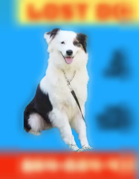 Lost female dog, Northeast Main Street, Simpsonville - photo
