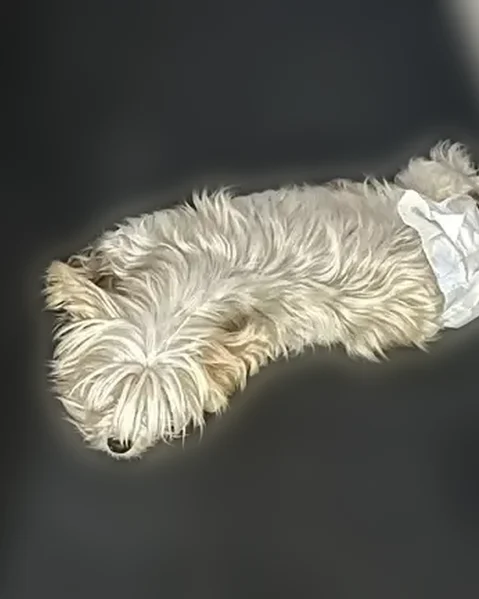 Missing dog Male, Arlington (usl535455) - photo