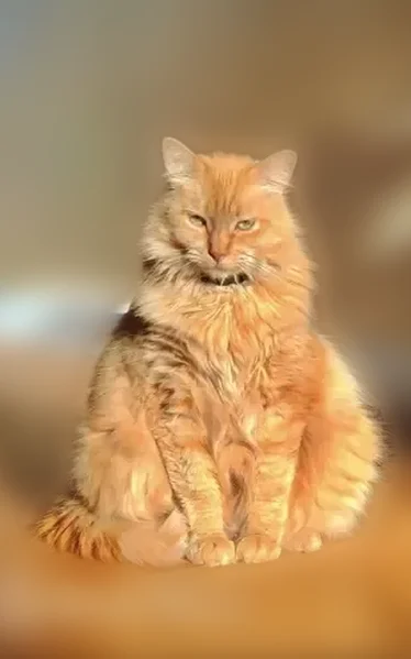 Lost cat, South 4000 West, 3500, West Valley City - orange tabby, very chubby - photo