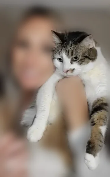 Lost cat, Drew Street, 6, Augusta - gray and white, indoor only - photo