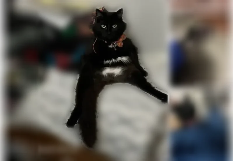 Lost male cat, Southwest Rose Lane, Wilsonville - black with white patch and pink collar - photo