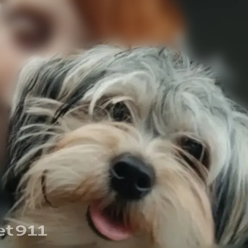 Lost dog, Vantage Road, Jeffersontown - black, white, and gray Morkie - photo