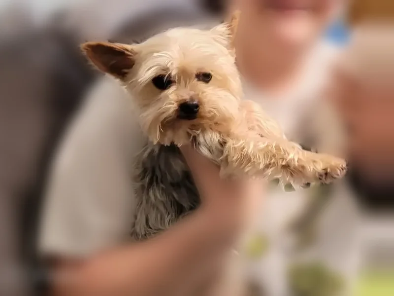 Lost dog, State Street, Fairmont - small male Yorkie - photo