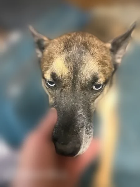 Lost male dog, Lytle Street, Louisville - gentle and loving - photo