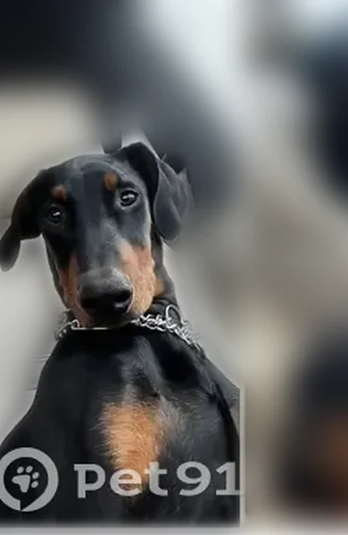 Lost dog, Stead Boulevard, Reno - male puppy with silver collar - photo