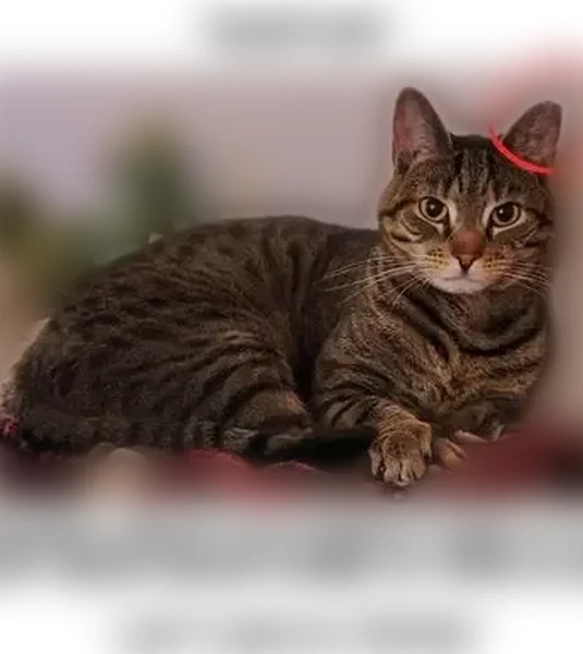 Missing cat Male, Rosenhayn (usl535481) - photo