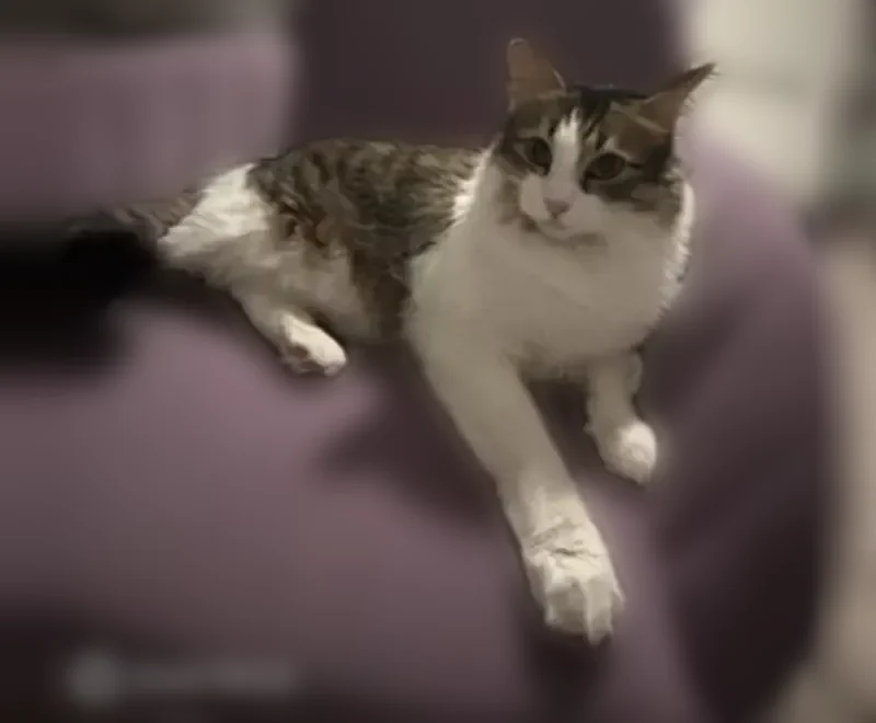 Lost male cat, North 11th Avenue, Phoenix - very large Persian Tabby - photo