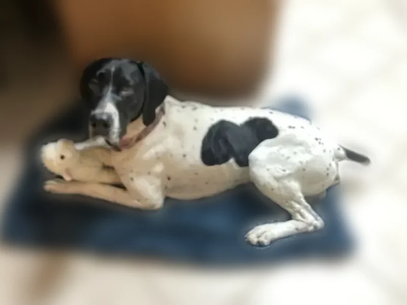 Found dog, Memphis, Detroit - male, black and white with spots - photo