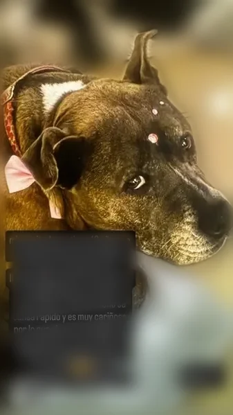 Lost dog, North Miami Avenue, Miami - female pit mix - photo