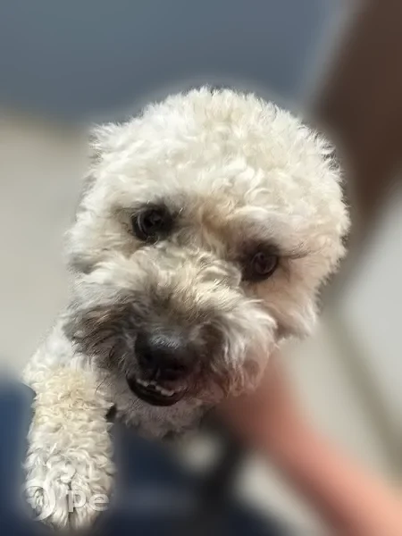 Lost male dog, Oklahoma City - curly blondish hair, 20lbs - photo