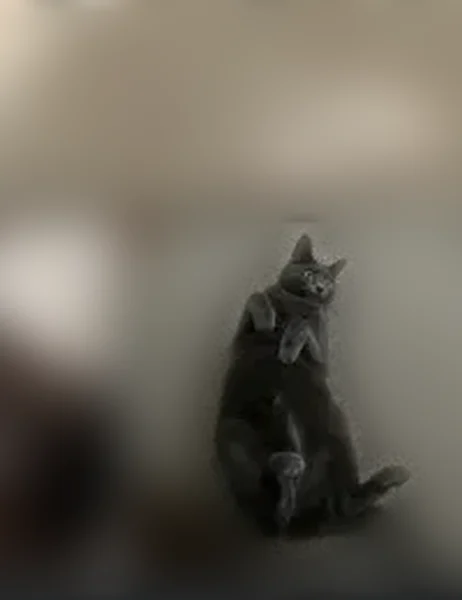 Lost female cat, Villa Oaks Circle, Cross Lanes, Sloan - photo