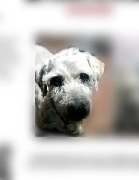 Lost dog, West Gulf Bank Road, Houston - male white terrier mix - photo