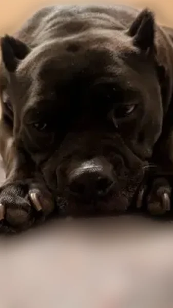 Lost dog, Baylis Street, New Castle - female Kane Korso/Bully Mix - photo