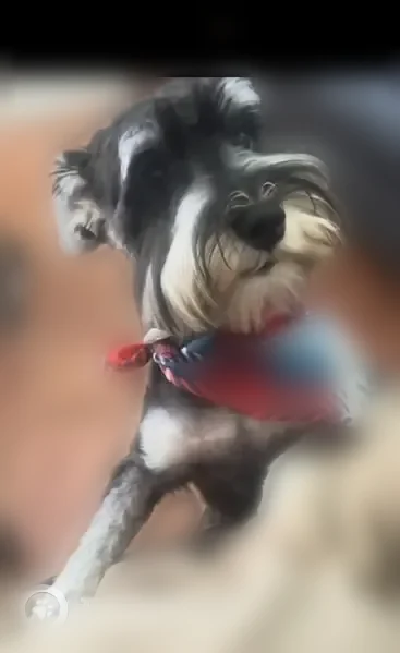 Lost male dog, Telephone Road, Lancaster - black and white - photo