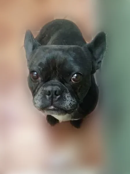 Lost dog, Avenida Granjas, 11, Ecatepec de Morelos - male with short crooked tail - photo