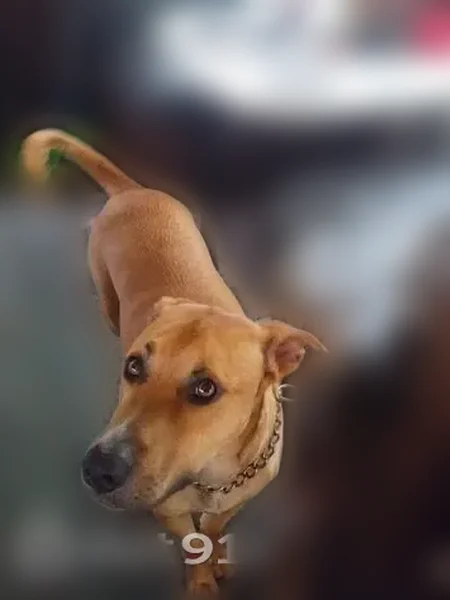 Lost dog, Bryant, Arkansas - tan with black markings - photo