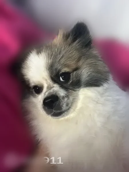 Lost dog, Palm Desert, California - black spot around tail - photo