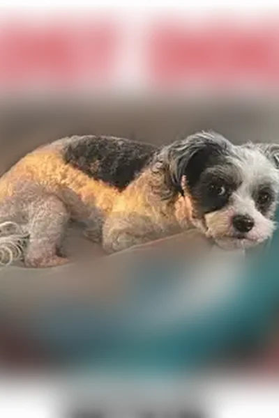 Lost dog, Cooper Street, 5709, Detroit - white with black spots - photo