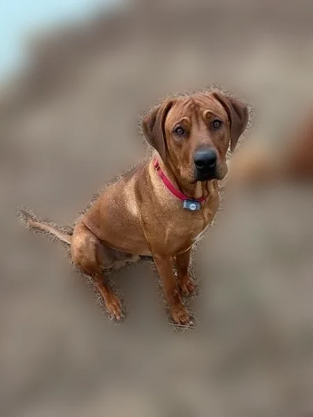Lost male dog, Watertown, Nashville - red wheaten with ridge - photo
