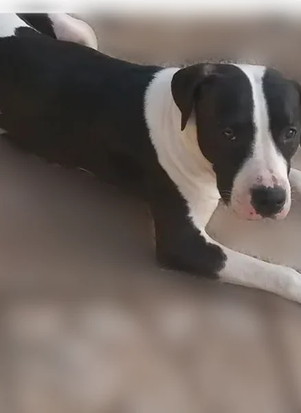 Lost dog, North 48th Drive, Glendale - large black and white pitbull - photo