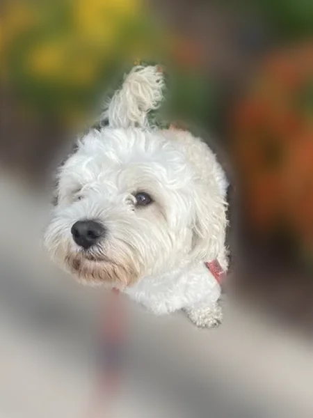 Lost dog, South Ames Circle, Lakewood - tan with big beautiful eyes - photo