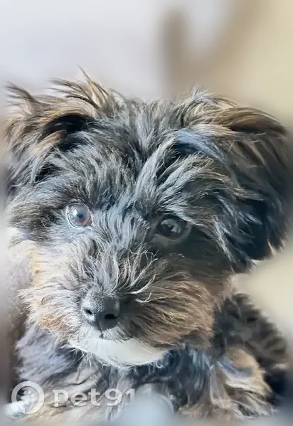Lost male dog, Dolphin Avenue, Northfield - photo