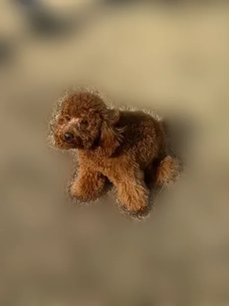 Lost dog, North Olden Avenue, 1668, Ewing Township, Trenton - male with a puffy tail - photo