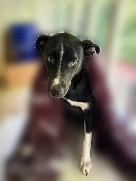 Lost female dog, Arbor Crest Boulevard, Nashville - black lab pitbull husky mix - photo