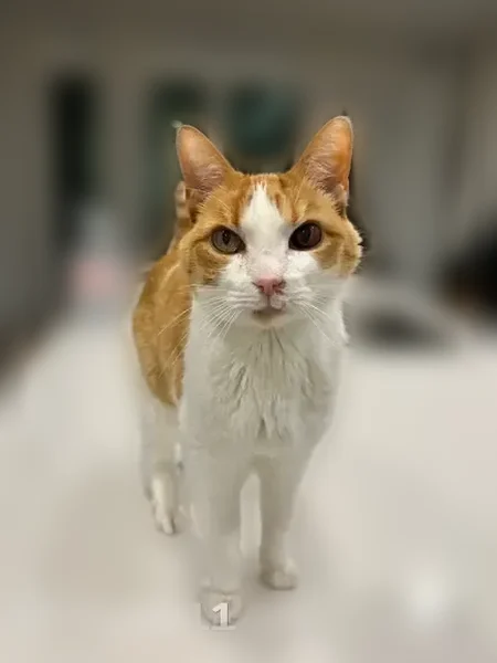 Lost cat, East Wilbur Lane, Eagle Mountain - orange and white with different colored eyes - photo