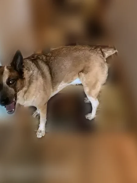 Lost dog, Gary, Indiana - male, not friendly - photo