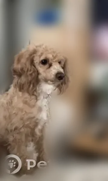 Lost dog, Marine Parade Drive, 58, Toronto - brown/beige color - photo